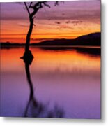 Lone Tree Reflections At Milarrochy Bay, Loch Lomond, Scotland Metal Print
