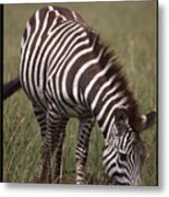 Lone Zebra Eating Grass Metal Print