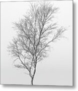 Lonely Birch Tree Surrounded By Fog Metal Print
