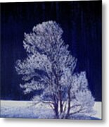 Lonely Rime Ice Covered Tree Yellowstone National Park Metal Print