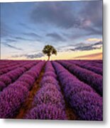 Lonely Tree In A Lavender Field At Sunset Metal Print