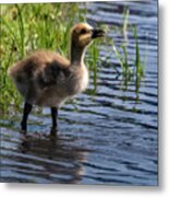 Looking Up Metal Print