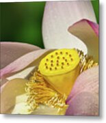 Lotus Flower 1 Metal Print