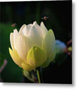 Lotus Flower And Bees Metal Print