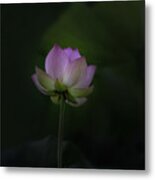 Lotus Flower In Color Metal Print