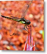 Lovely Dragonfly Metal Print