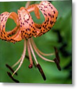 Lovely Tiger Lily Metal Print