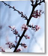 Low Angle View Of Cherry Blossom Growing On Tree Metal Print