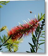 Low Angle View Of Flowers Blooming On Tree Metal Print