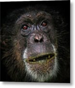 Low Key Chimp Portrait Metal Print