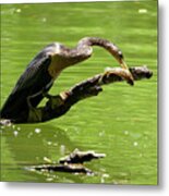 Lunch For One Metal Print