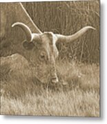 Lunchtime For Longhorn Cow In Sepia Metal Print