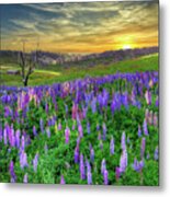 Wildflower Lupins In The Field Metal Print