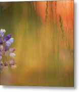 Lupine Impressions Fl10629 Metal Print