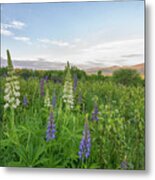 Lupines And The White Mountains Metal Print