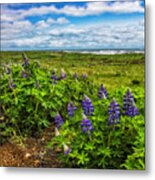 Lupines At The Edge Of The Sea In Square Metal Print