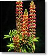 Lupins In Low Evening Sunlight Metal Print