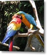 Macaw Kiss Metal Print