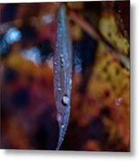 Macro Photography - Autumn Water Drops Metal Print