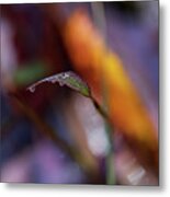 Macro Photography - Fall Foliage Metal Print