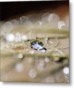 Macro Photography - Water Drops On Leaf Metal Print