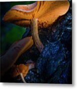 Magic Mushrooms Metal Print