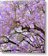 Magnificent Floral Branches Of Jacaranda Trees Metal Print