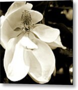 Magnolia Bloom Metal Print