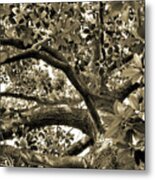 Magnolia Climbing Tree Metal Print