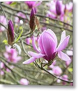 Magnolia Eleanor May Tree Flower In Spring Metal Print