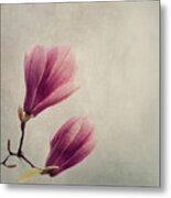 Magnolia Flower On Art Texture Metal Print