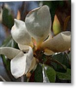 Magnolia Grandiflora From Below Iii - Enhanced Metal Print