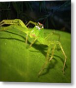 Magnolia Green Jumping Spider Metal Print