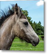 Mahna Mahna A Foal Portrait Metal Print