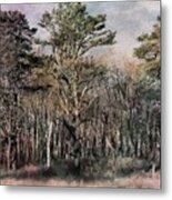 Maine Forest Metal Print