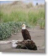 Majestic Bald Eagle On Washington Dunes Metal Print