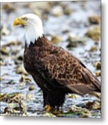 Majestic Eagle Metal Print