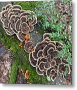 Majestic Mushrooms #93 Metal Print