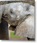 Male African Elephant Calf Nusu Metal Print