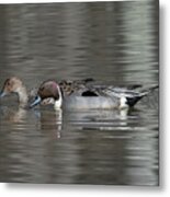 Male And Female Northern Pintails Dwf0217 Metal Print