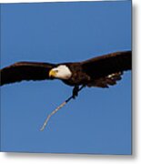 Male Bald Eagle Works On The Family Home Metal Print