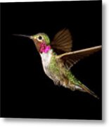 Male Broad-tailed Hummingbird Metal Print