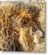 Male Lion Portrait Metal Print