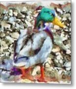 Male Mallard Duck Metal Print
