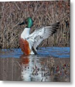 Male Northern Shoveler Drying Off After Bathing Dwf0235 Metal Print