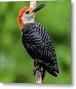 Male Red-bellied Woodpecker On The Alert Metal Print