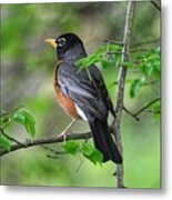 Male Robin In Tree Metal Print