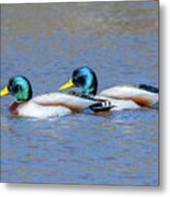 Mallard Drakes Dwf0228 Metal Print