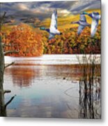 Mallard Ducks Flying Over An Inland Lake In Autumn Metal Print