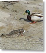 Mallard Ducks - Rio Masso Metal Print